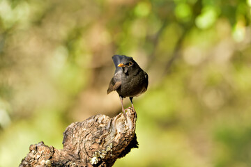mirlo posado en un viejo tronco (Turdus merula) 