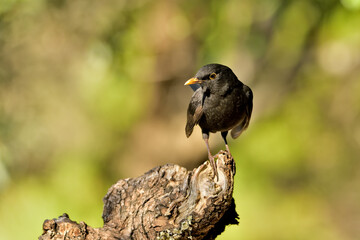 mirlo posado en un viejo tronco (Turdus merula) 