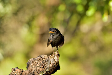 mirlo posado en un viejo tronco (Turdus merula) 