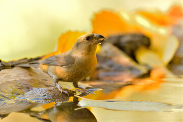 piquituerto común (Loxia curvirostra) bebiendo agua en el estanque del bosque Casares, Málaga, Andalucía España	
