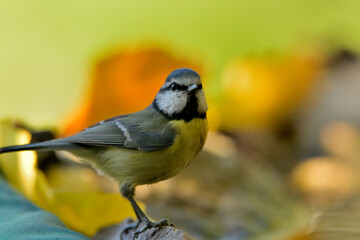herrerillo común en el estanque (Cyanistes caeruleus)​ Casares Málaga Andalucía España	
