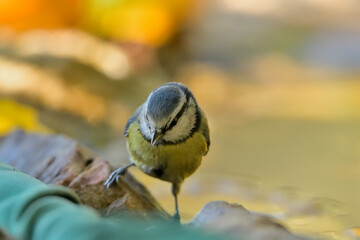 herrerillo común en el estanque (Cyanistes caeruleus)​ Casares Málaga Andalucía España	