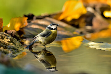 herrerillo común  bañandose en el estanque (Cyanistes caeruleus)​ Casares Málaga Andalucía...