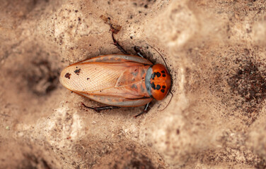 Madagascar Hissing Cockroach close-up. Exotic pet, tropical insect.