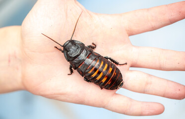 Madagascar Hissing Cockroach. A cockroach sits on a man's hand close-up. Exotic pet, tropical insect.