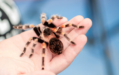 Tarantula spider on a man's hand close up. Tarantula spider as a pet.