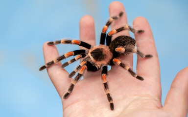 Tarantula spider on a man's hand close up. Tarantula spider as a pet.