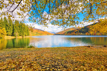 calm nature scenery by the lake. forest in bright fall colors on the shore covered in yellow foliage. mountainous landscape on a sunny day reflecting on the water surface