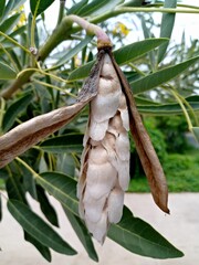 Flower seed in the garden