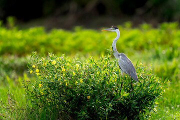 cocoi heron hunting in tropical Pantanal