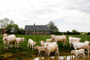 Fototapeta premium Cows in Eure, France