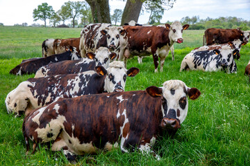 Cows in Eure, France