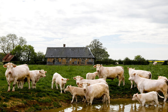 Cows in Eure, France