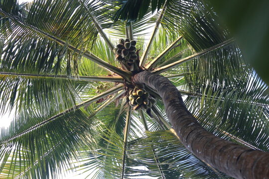 Coconut tree & Trunk With Sweet & Juicy Coconuts