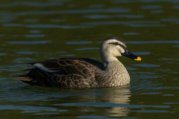 西に傾き始めた太陽の光を浴びるカルガモ