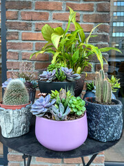 Succulent cactus and houseplants in pot on table