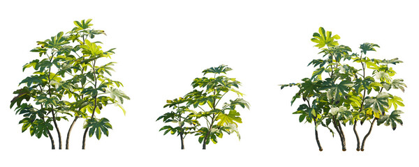 Fatsia japonica (Japanese fatsi, paperplant, false castor oil plant, Japanese aralia) evergreen shrub frontal isolated png on a transparent background perfectly cutout - obrazy, fototapety, plakaty