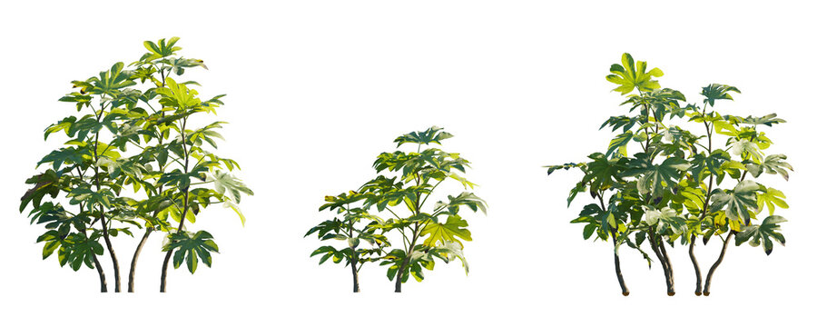 Fatsia japonica (Japanese fatsi, paperplant, false castor oil plant, Japanese aralia) evergreen shrub frontal isolated png on a transparent background premium cutout