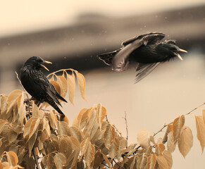 Angry Birds. Two black birds.