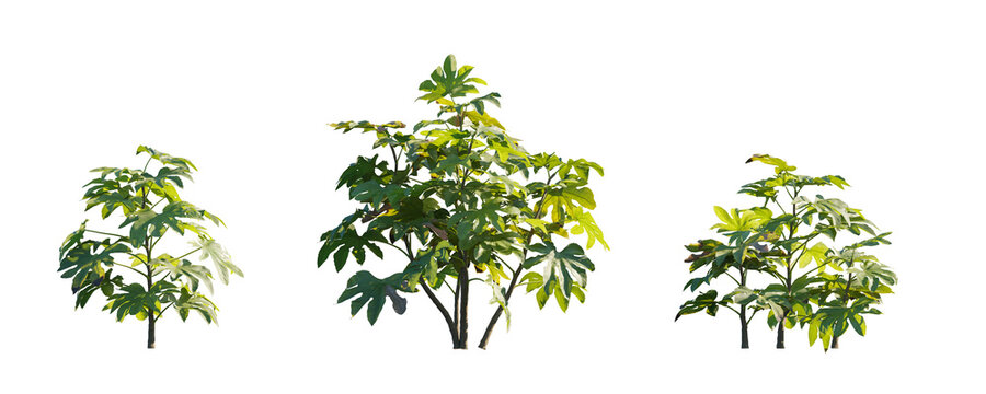 Fatsia japonica (Japanese fatsi, paperplant, false castor oil plant, Japanese aralia) evergreen shrub frontal isolated png on a transparent background premium cutout