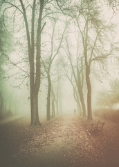 A foggy morning in the park .Going into the unknown.
