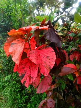 Acalypha wilkesiana red, common name copperleaf, Jacob's coat and Flamengueira, is an evergreen shrub