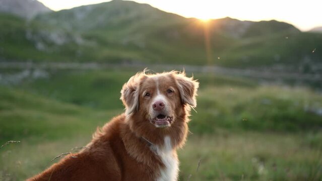 Golden hour serenity with a Nova Scotia Duck Tolling Retriever dog, basking in the sunset's glow on a serene mountain