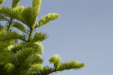 fir tree close up. Green branches of fir tree .