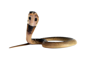 Baby Naja Sumatrana miolepis snake on white background in a position ready to attack