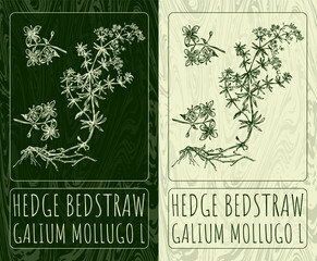 Vector drawings HEDGE BEDSTRAW. Hand drawn illustration. Latin name GALIUM MOLLUGO L.