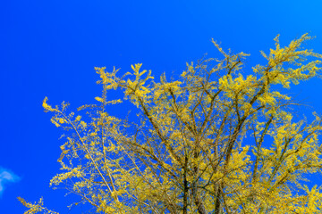 青空の下のイチョウの木　秋
