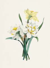 Colorful Flower Illustration. Daffodils
