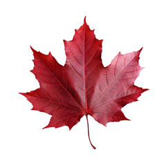 Autumn red maple leaf isolated transparent on white background