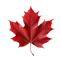 Red maple leaf isolated transparent on white background, Generative AI