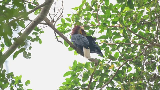 Seen preening itself reaching out to its right wing, a difficult task while perched up high a tree, Wreathed Hornbill Rhyticeros undulatus, Male, Thailand