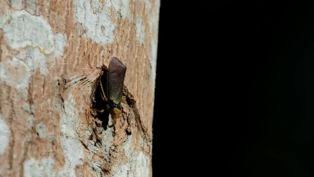 Moving its legs subtly as the tree also moves with the wind in the forest, Planthopper, Fulgoromorpha, Thailand
