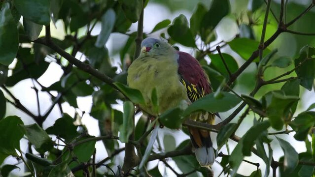 Facing to the left moving its head looking around while deep in the thick of the branch, Thick-billed Green Pigeon Treron curvirostra, Thailand