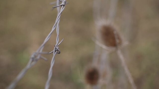 Barbed wire with dry thistle. Pricks and pain. War in Ukraine. A sad early evening brown colour shot.