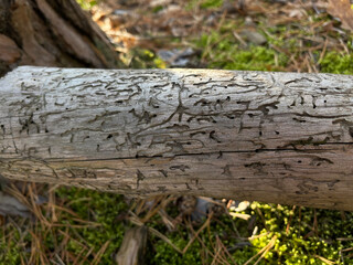 Fallen dry tree without bark on which tangled traces of bark beetles were displayed, traces look...
