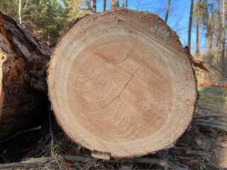 By cutting large tree into spirals and circles inside, you can calculate life of tree