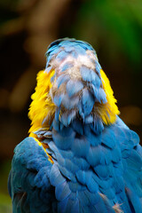 Blue and yellow macaw (Ara ararauna) sitting on a tree branch in a humid bird sanctuary