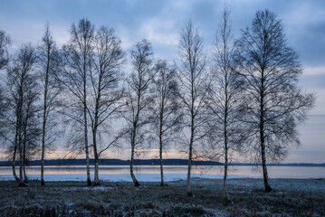 a lightly snow-covered meadow on the shore of the lake with white fallen birches