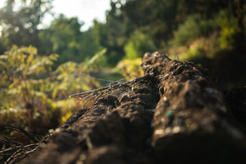 wild boar in the forest
