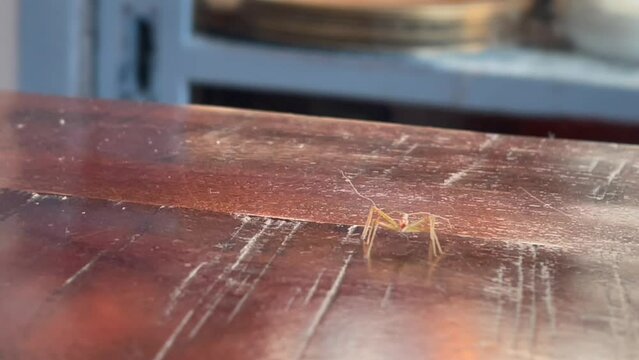 Leafhopper assassin bug Zelus renardii insect closeup view walking around on wooden table top interior detailed creepy crawly