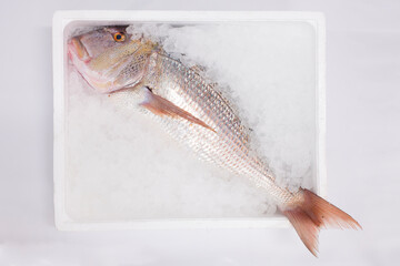 Dentex dentex Dentón Denté commun Common dentex Dentice