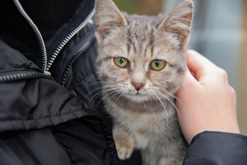 portrait of a cat