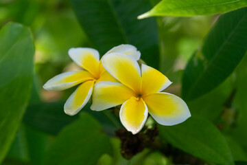 Close up of white and yellow Plumeria tree flowers on a sunny day in Kauai, Hawaii, United States.
