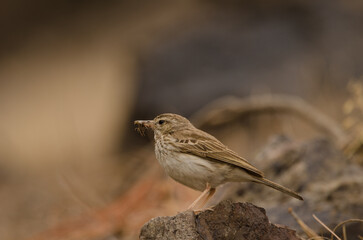 Berthelot's pipit Anthus berthelotii with a grasshopper in its beak. Integral Natural Reserve of Inagua. Tejeda. Gran Canaria. Canary Islands. Spain.