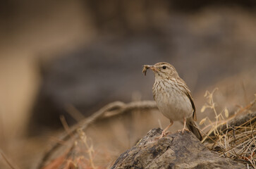 Berthelot's pipit Anthus berthelotii with a grasshopper in its beak. Integral Natural Reserve of Inagua. Tejeda. Gran Canaria. Canary Islands. Spain.