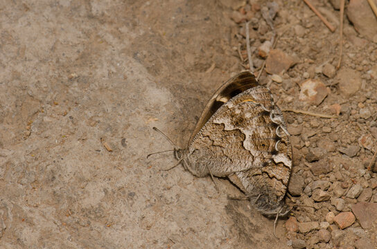 Copula of Gran Canaria grayling butterflies Hipparchia tamadabae. Integral Natural Reserve of Inagua. Tejeda. Gran Canaria. Canary Islands. Spain.